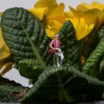 ゴルフトーナメントでアマチュアが優勝した場合の賞金の行方は？